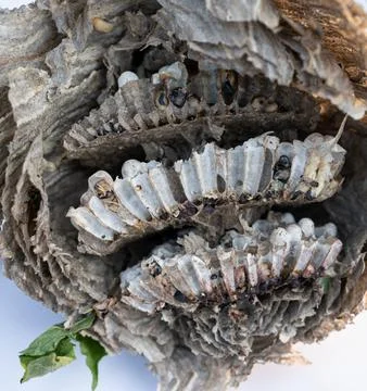 Wasp nest section profile view Stockfoto's
