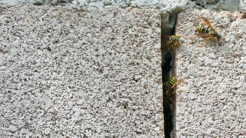 Wasp nest in the shadow of a cracked wall Stock-Footage 123584876