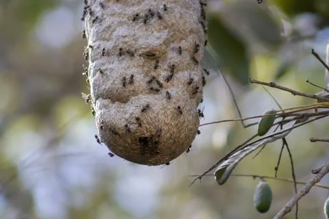 Wasp Nest Teeming with Insects on Tree Branch Stock Photos