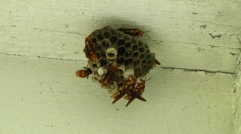 Wasp Nest Timelapse Stock Footage 533653