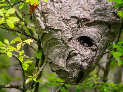 Wasp Nest in Tree, Close Up Stock Photos