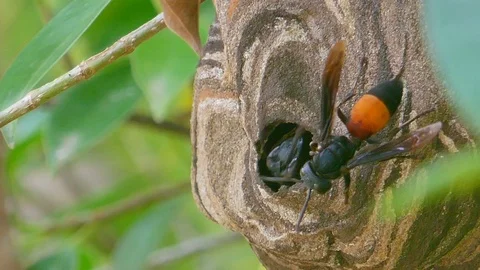 Wasp nest on the tree. Stock Footage 93107674
