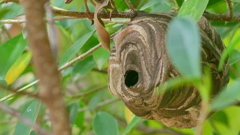 Wasp nest on the tree. Stock Footage 93108693