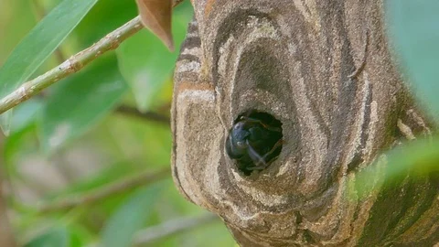 Wasp nest on the tree. Stock Footage 93112178