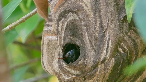 Wasp nest on the tree. Stock Footage 93112359