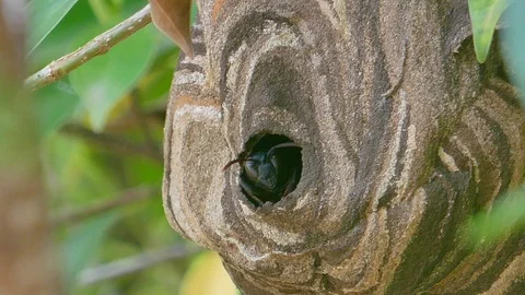 Wasp nest on the tree. Stock Footage 93112933