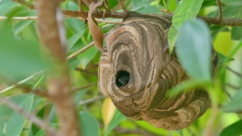 Wasp nest on the tree. Stock Footage 93113674