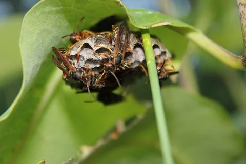 Wasp nest under a leaf Fotos de archivo