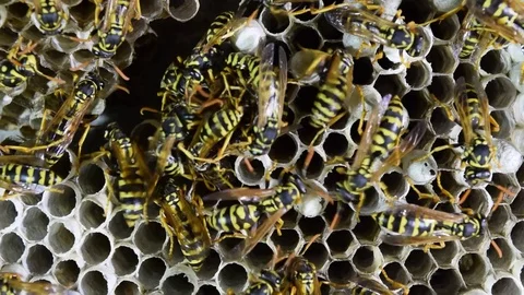 Wasp nest with wasps sitting on it. Stock Footage