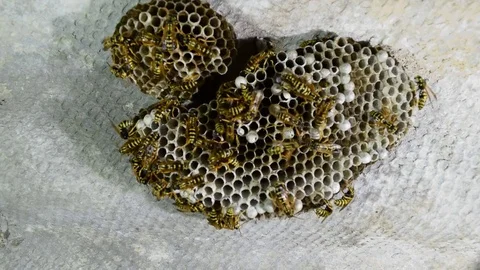 Wasp nest with wasps sitting on it. Stock Footage 71970716