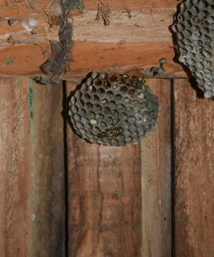 Wasp nest with wasps sitting on it. Foto stock