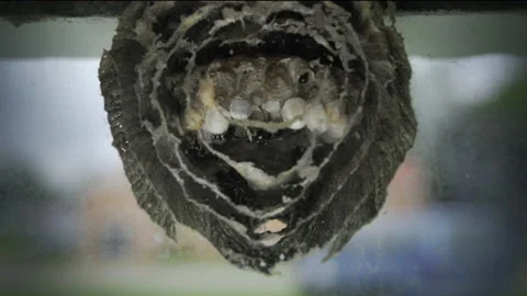 Wasp Nest Window Cross Section Video stock 143613632