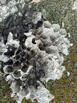 Wasp nests are structures built by wasps to house their colonies during 写真素材