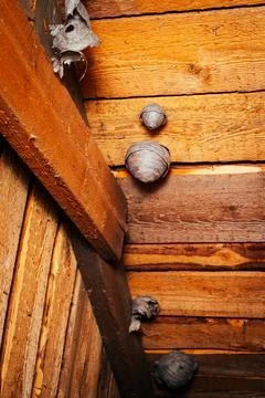 Wasp nests Stock Photos