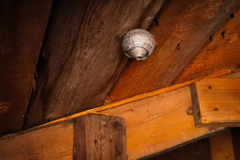 Wasp nests 스톡 사진