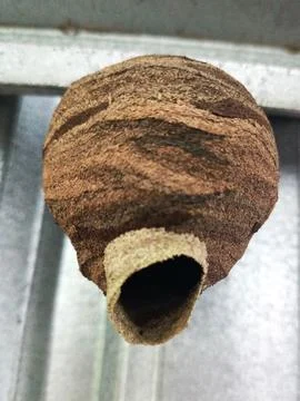 Wasp nests. Foto stock