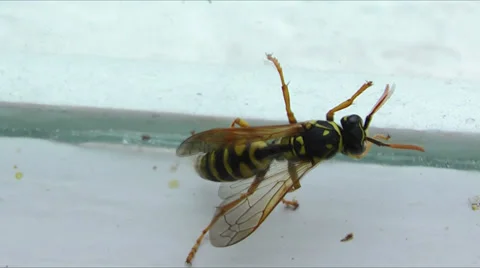 Wasp next the glass Stock Footage 33812593