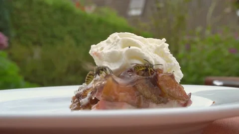 Wasp Nibbling On A Cake Stock Footage 139361223