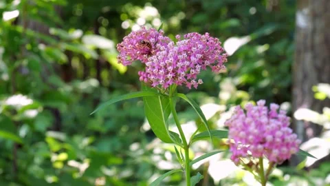 A wasp or yellow jacket forages the nectar of a pink and white flower. Stock Footage 146145630