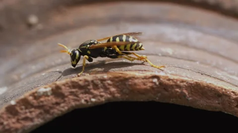 A Wasp Over an Amphora Stock Footage 240888849