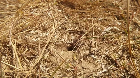 Wasp Passes Through Entrance to Its Below Ground Hideout Stock Footage 60565076