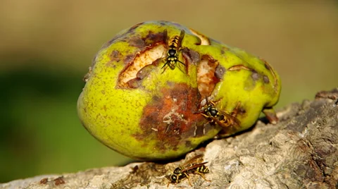 Wasp on a pear Stock Footage 30460357