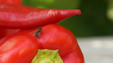 Wasp pepper Stock Footage 100238719
