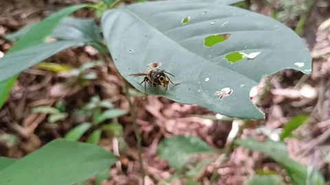 Wasp Perched on a Leaf with Natural Insect Holes Stockbeeldmateriaal 332030167