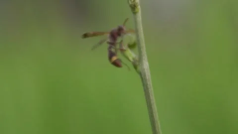 A wasp perched on a slender plant stem against a blurred green background. Stock Footage 301083178