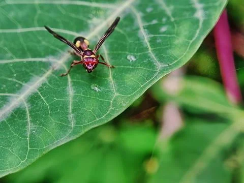 A wasp is perching on a leaf 스톡 사진