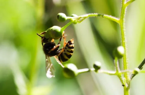 Wasp Stock Photos