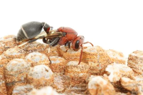 Wasp Stock Photos