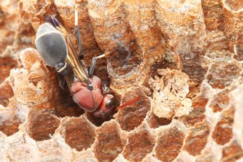 Wasp Stock Photos