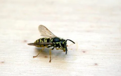 Wasp Stock Photos