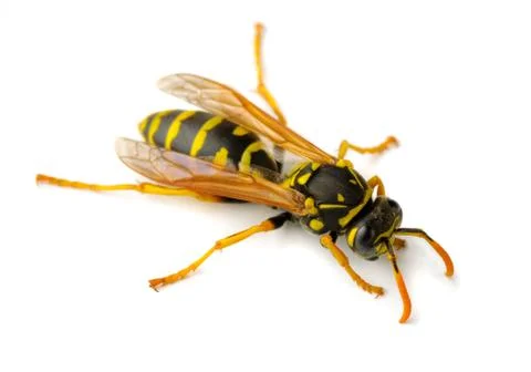 Wasp Stock Photos
