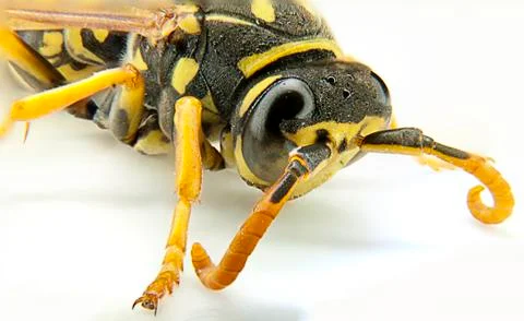 Wasp Stock Photos