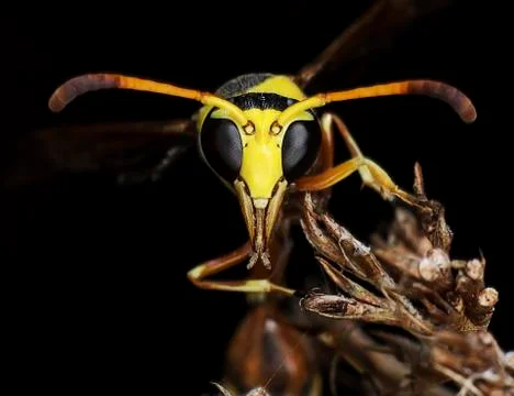 Wasp Stock Photos