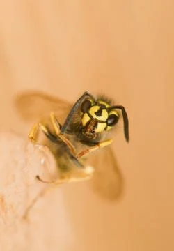 Wasp Stock Photos