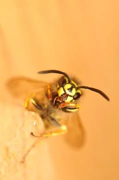 Wasp Stock Photos
