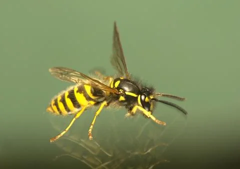 Wasp Stock Photos