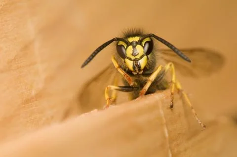 Wasp Stock Photos