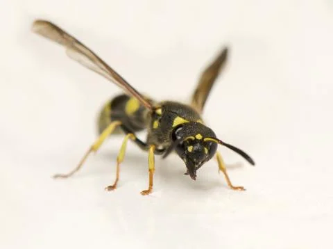Wasp Foto stock