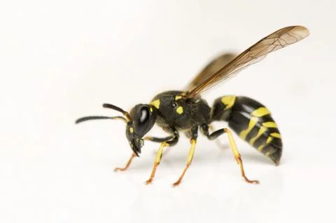 Wasp Stock Photos