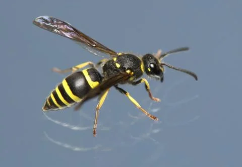 Wasp Stock Photos