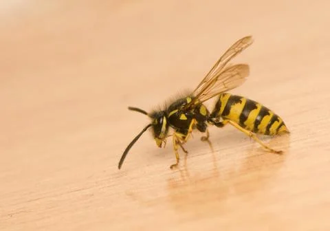 Wasp Stock Photos