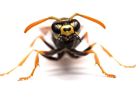 Wasp Stock Photos