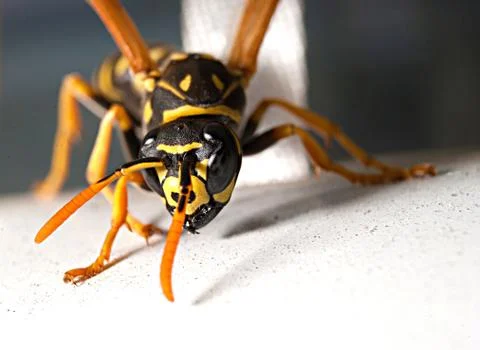 Wasp Stock Photos