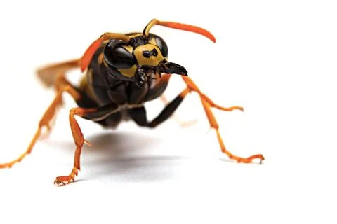 Wasp Stock Photos
