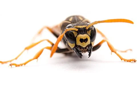 Wasp Stock Photos