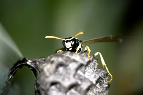 Wasp Stock Photos